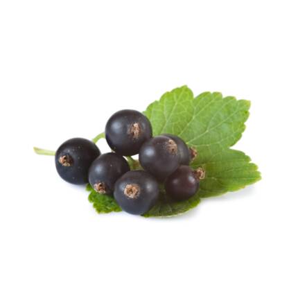 Flavor Blackcurrant