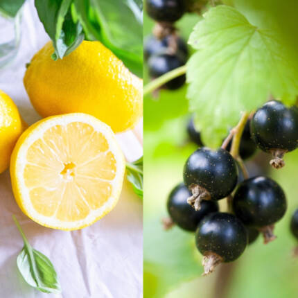 Flavor Blackcurrant Lemon