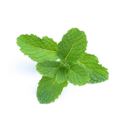 Flavor Peppermint